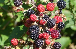 ob_4bba45_p1020128-001