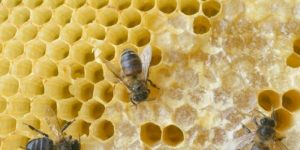 abeille