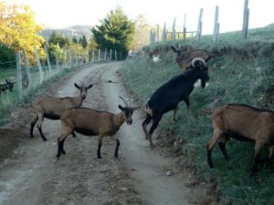 chevre-chevre-bouc-ajoux-blaizac
