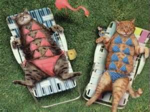 chats en bikini