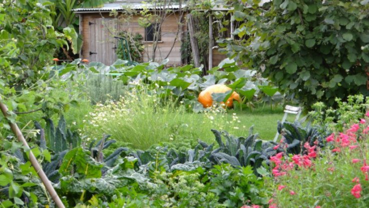 jardin en fleur