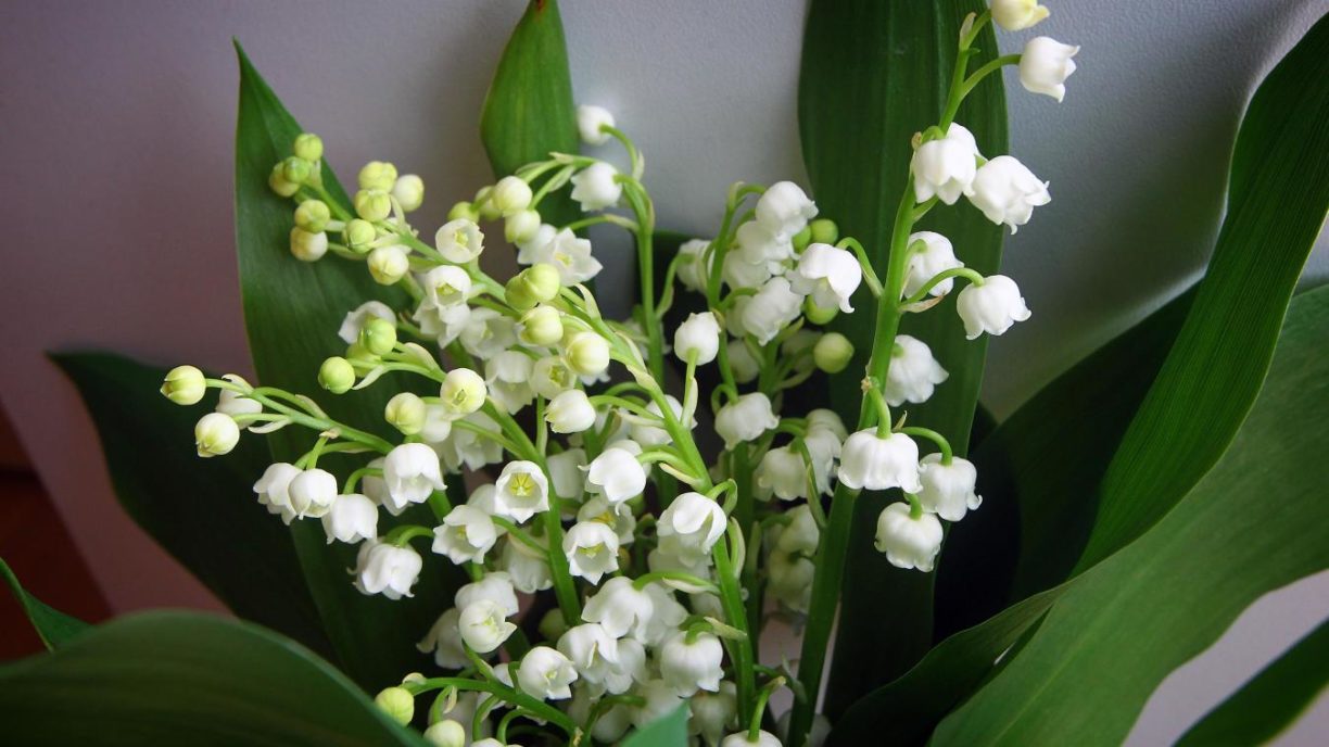 1er mai: fête du muguet et du travail - Tradition | Rassemblement autour du doux