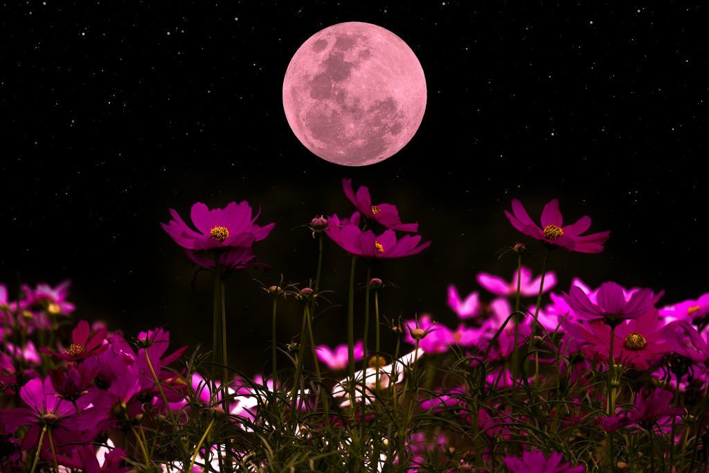 Lune rose » dans la nuit du 16 au 17 avril 2022 | Rassemblement autour du  doux